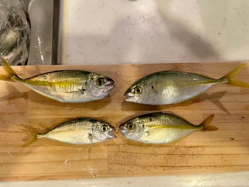 シマアジの釣果