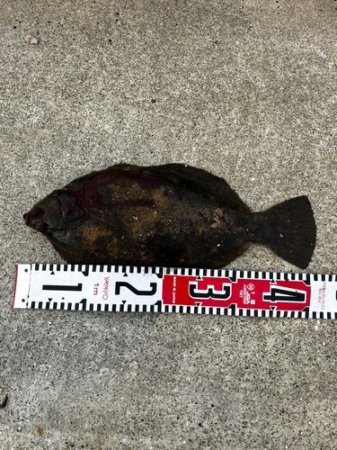 カレイの釣果