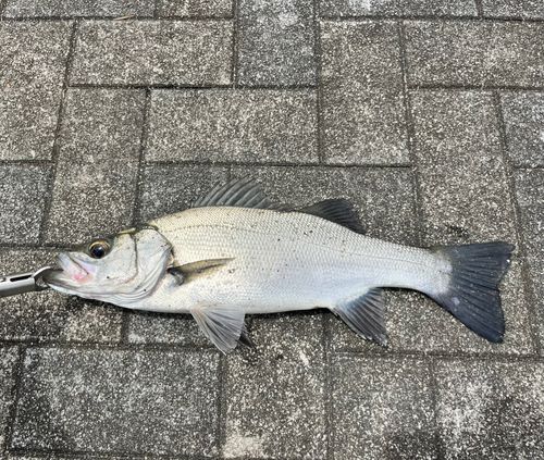 セイゴ（ヒラスズキ）の釣果