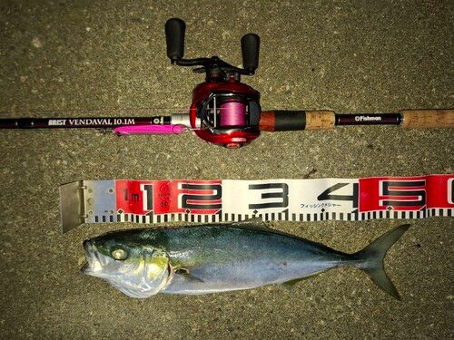 イナダの釣果