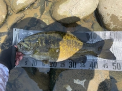 スモールマウスバスの釣果