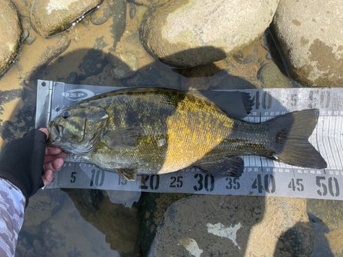 スモールマウスバスの釣果