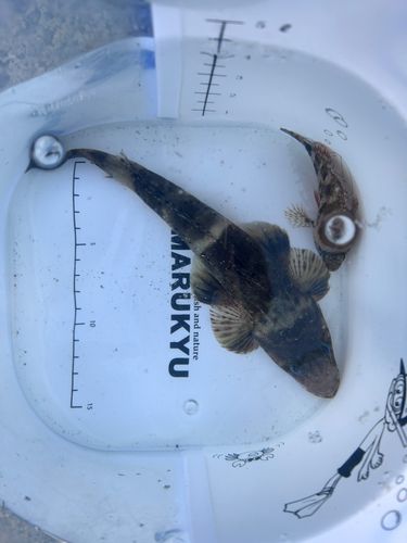 マゴチの釣果