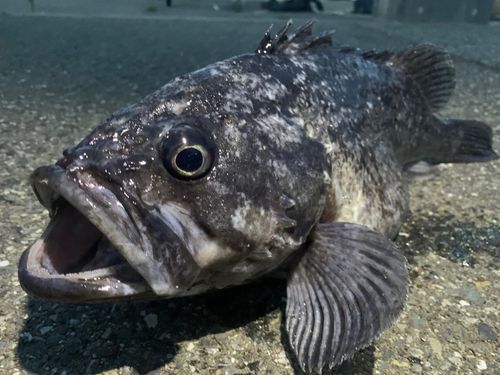 クロソイの釣果