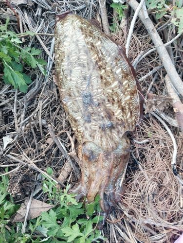 モンゴウイカの釣果