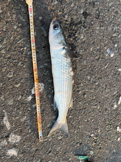 ボラの釣果