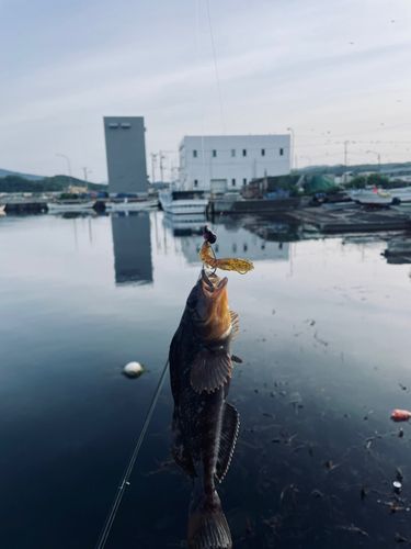 アブラコの釣果