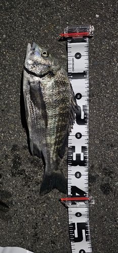 チヌの釣果
