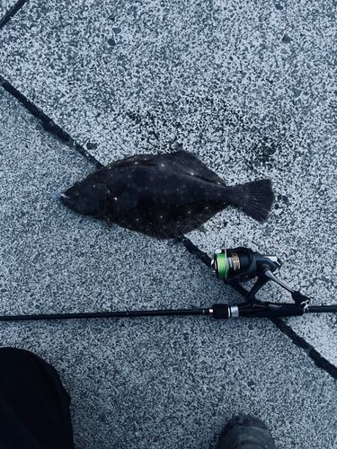 ヒラメの釣果