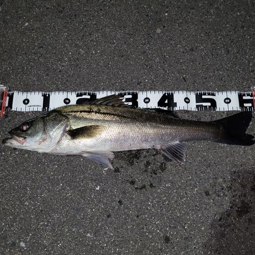セイゴ（タイリクスズキ）の釣果
