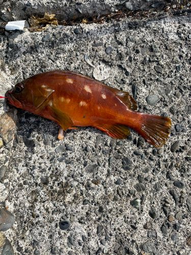 アカハタの釣果