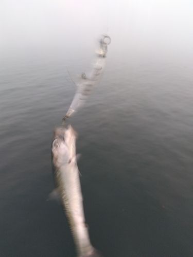 イワシの釣果