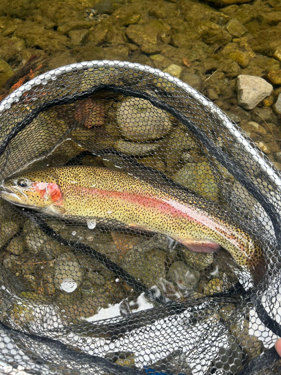 SHIMANO 17トラウトワン AS S60SUL-Fの最安値・インプレ・釣果 | 本音