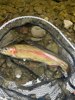 ニジマスの釣果