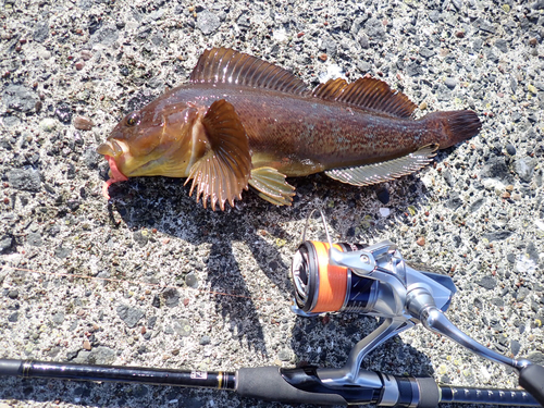 ウサギアイナメの釣果