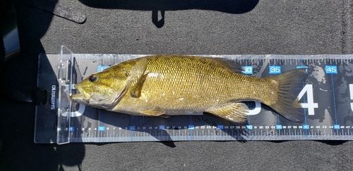 スモールマウスバスの釣果