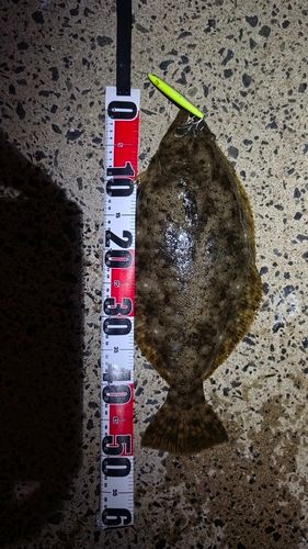 ヒラメの釣果