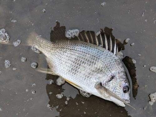 キチヌの釣果