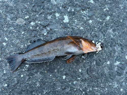 アイナメの釣果