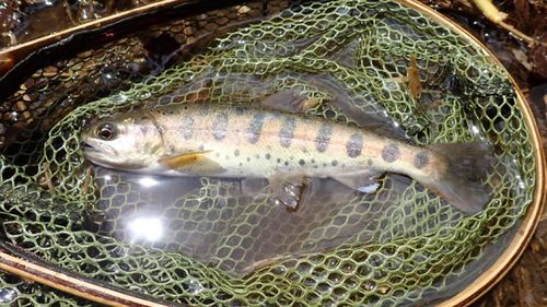 ヤマメの釣果