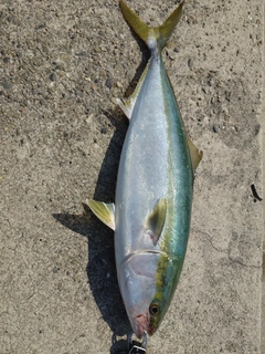 メジロの釣果