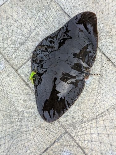 ツバクロエイの釣果