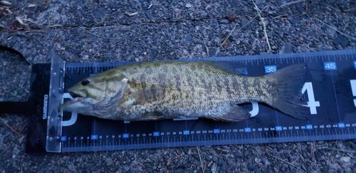 スモールマウスバスの釣果