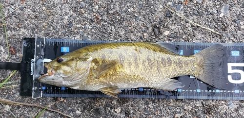 スモールマウスバスの釣果