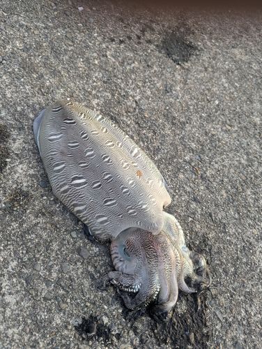 モンゴウイカの釣果