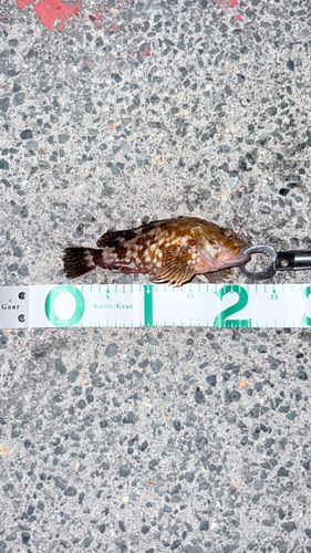 カサゴの釣果