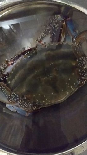 カレイの釣果