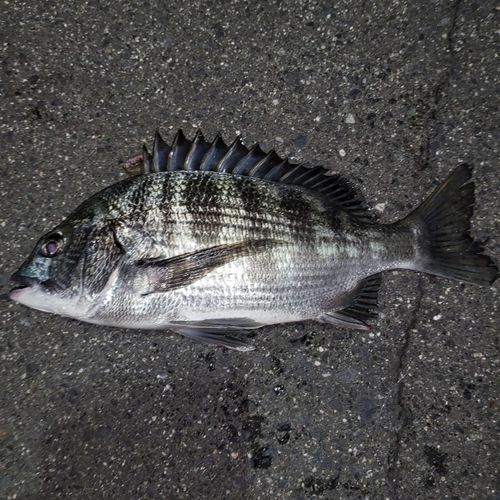 チヌの釣果