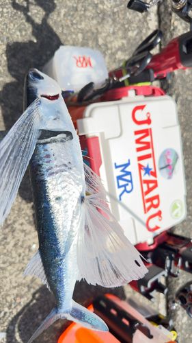 トビウオの釣果
