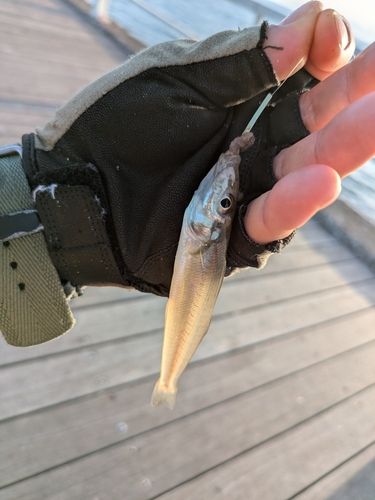 シロギスの釣果