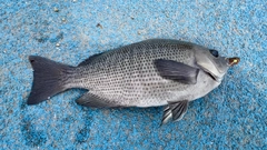 メジナの釣果