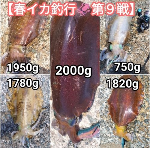 アオリイカの釣果