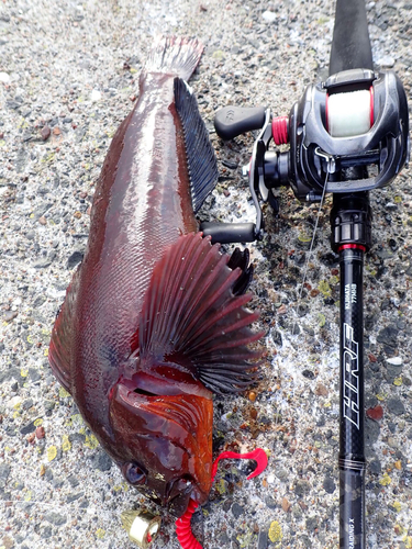 ウサギアイナメの釣果