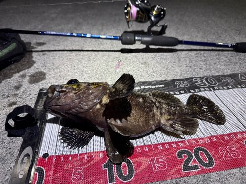 オウゴンムラソイの釣果