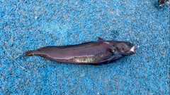 ドンコの釣果