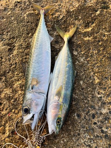 サバの釣果