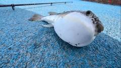 クサフグの釣果