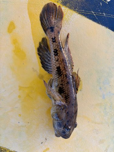 マハゼの釣果