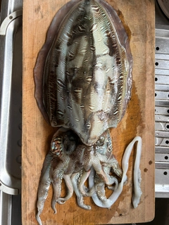 コウイカの釣果