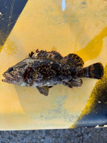 タケノコメバルの釣果
