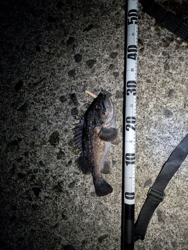 クロソイの釣果
