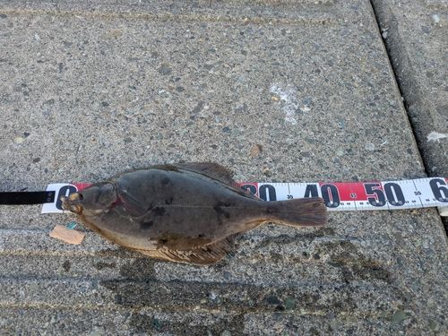 マガレイの釣果