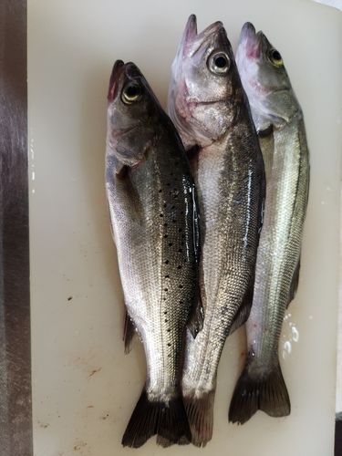 クロソイの釣果