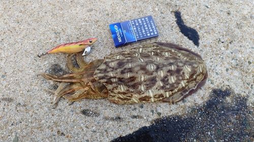 モンゴウイカの釣果