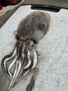 コウイカの釣果