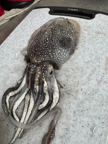 コウイカの釣果